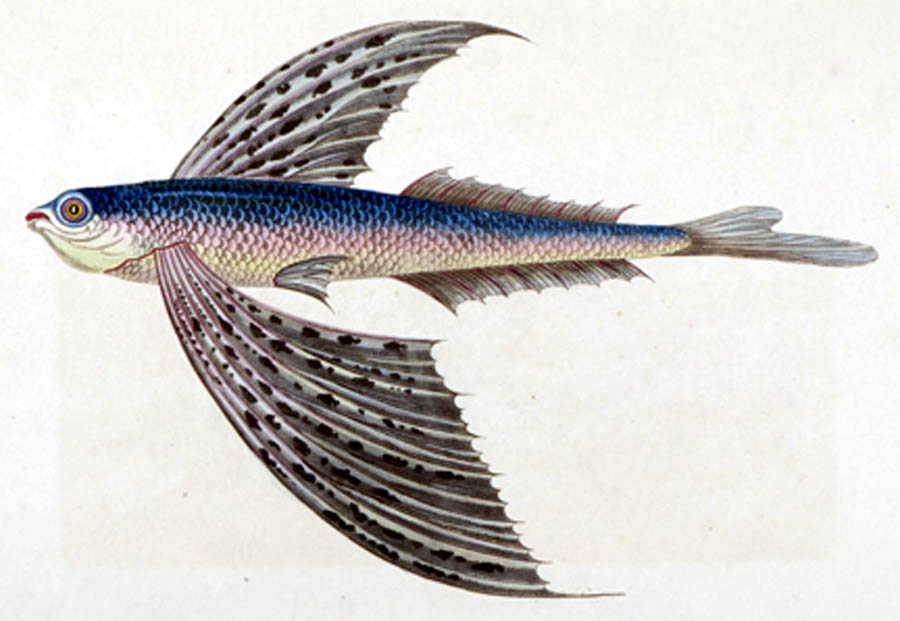 /data/Original Prints/Natural History/THE FLYING FISH.jpg